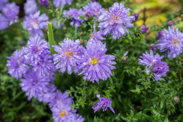 Flor de cor roxa com gotas de chuva — Fotografia de Stock