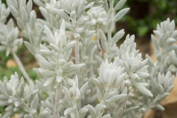 Senecio Greiskraut veya Kreuzkraut olarak da bilinir,