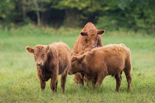 Trois jeunes bovins dans la prairie — Photo