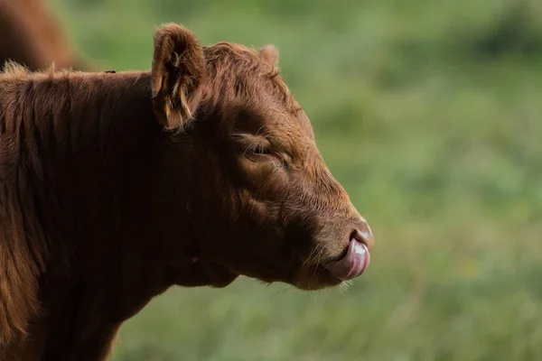 Cabeça de uma vaca marrom — Fotografia de Stock