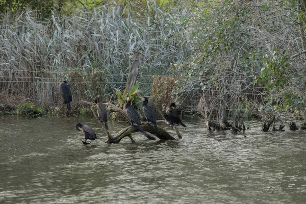 Viele Kormorane sitzen am Wasser — Stockfoto