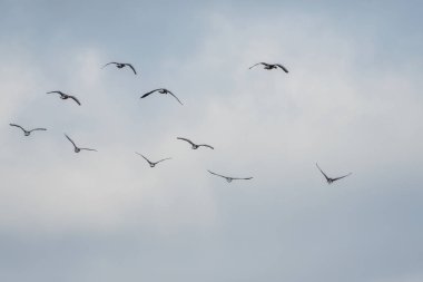 Birçok kuşlar gökyüzünde uçar