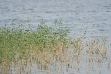 Göl ve otlar rüzgarda görünümü