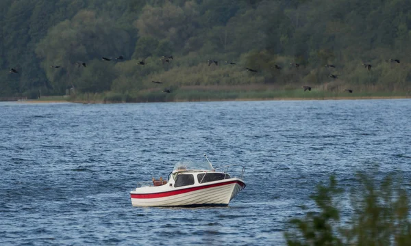Маленькая лодка на озере, много птиц летит над ним — стоковое фото