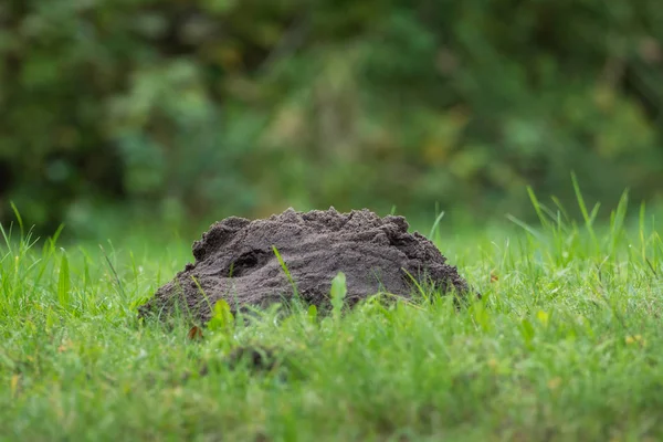 Monte de terra de uma toupeira no prado — Fotografia de Stock