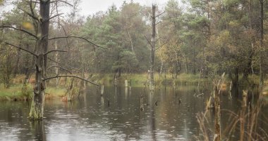 Lueneburger tepesindeki güzel fundalık manzarası