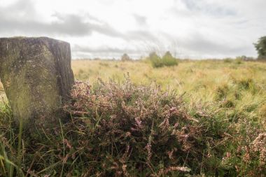 Lueneburger tepesindeki güzel fundalık manzarası