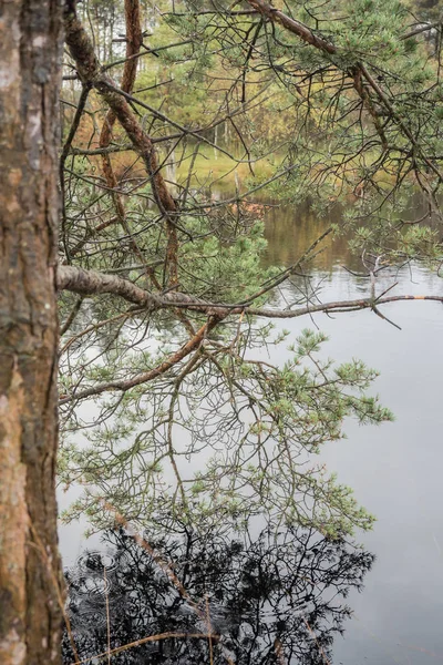 Prachtig heidelandschap in de lueneburger heide — Stockfoto