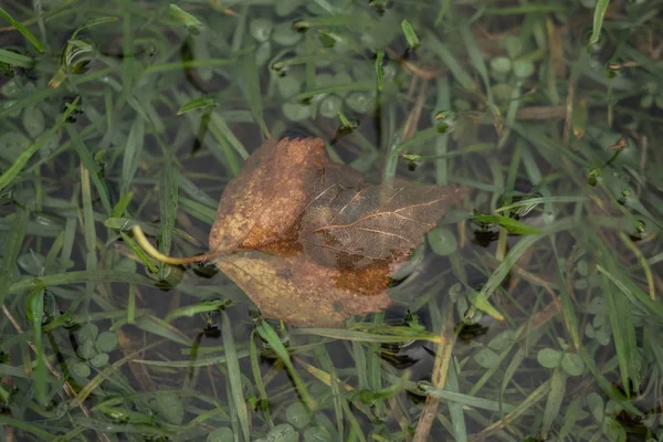 Feuille dans une flaque d'eau sur une prairie verte — Photo