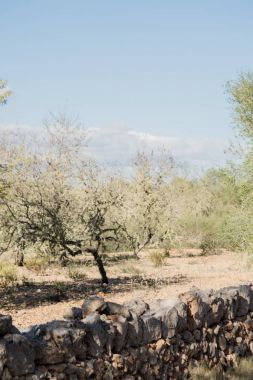 Eski taş duvar, ağaçlar ve İspanya gökyüzü görünümü