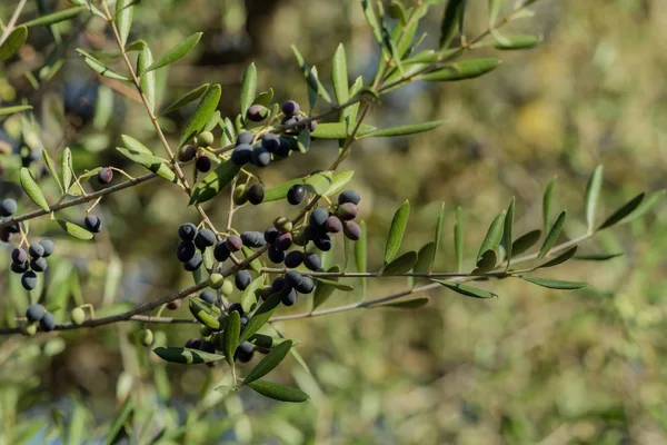 Olijven groeien wild in de boom — Stockfoto