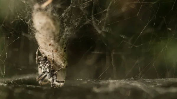 Araña está colgando en la red en la presa — Foto de Stock