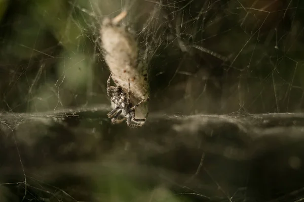 Araña está colgando en la red en la presa — Foto de Stock