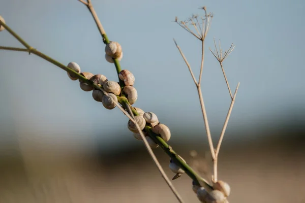 Liten snigel hänger på en gren — Stockfoto