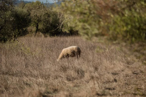 スペインのフィールドに羊を放牧します。 — ストック写真