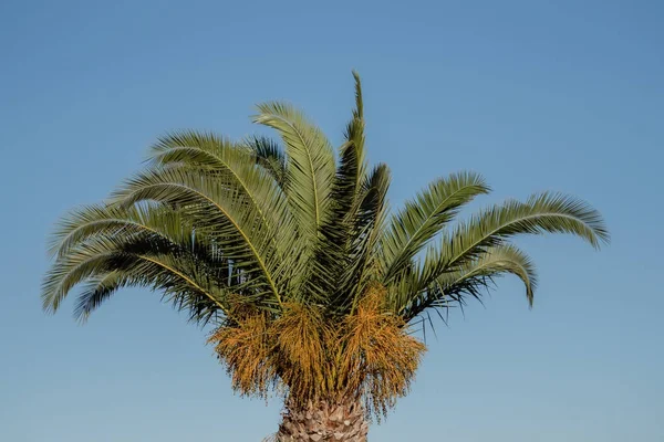 Дерево пальми в Іспанії проти синього неба — стокове фото