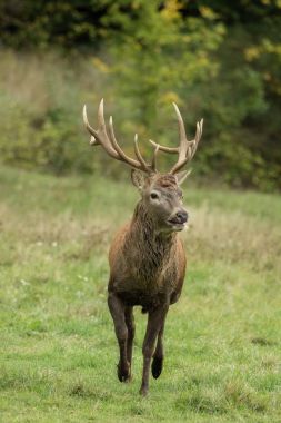 Yeşil çayır üzerinde büyük boynuzları güzel geyik