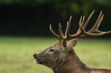 Yeşil çayır üzerinde büyük boynuzları güzel geyik
