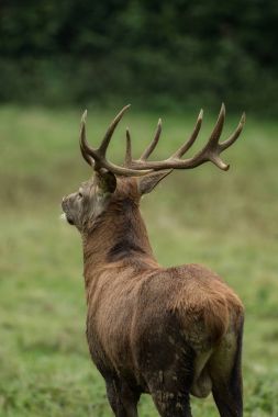 Yeşil çayır üzerinde büyük boynuzları güzel geyik
