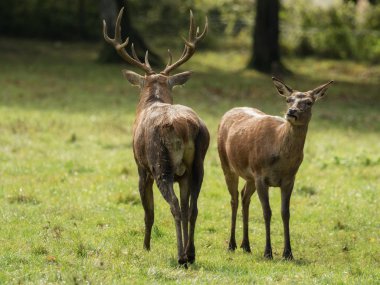 Geyik ve azgın sezonunda geyik