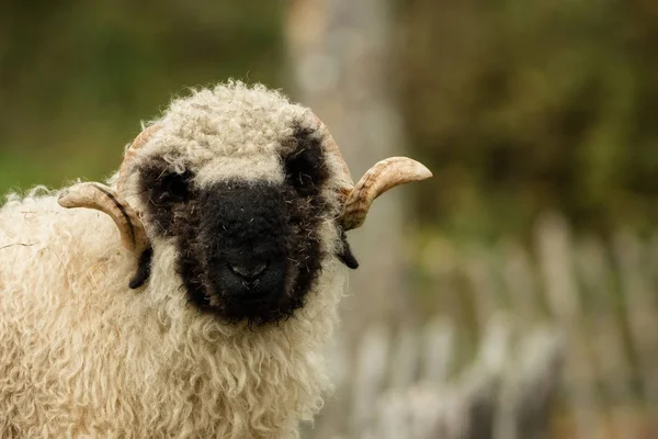 Valais burun yumuşak bokeh ile siyah