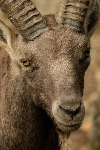 Head of a goat with soft bokeh — Stock Photo, Image