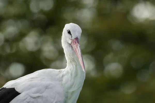 Majestic stork with soft bokeh — Stock Photo, Image