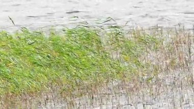 Seagrass'ı yavaş yavaş rüzgarda esiyor