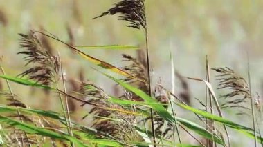Seagrass'ı yavaş yavaş rüzgarda esiyor