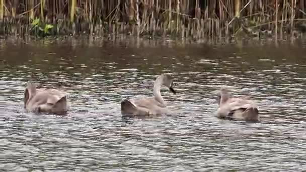 Los cisnes nadan en el agua — Vídeo de stock