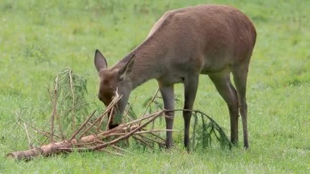 Le cerf mange des branches dans la prairie 