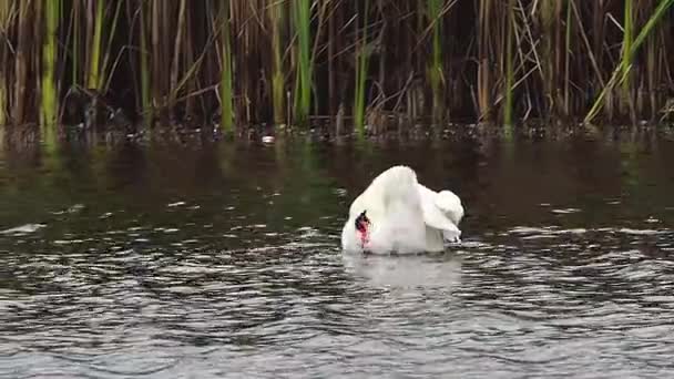 Swan is swimming and cleaning himself — Stock Video