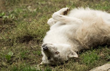 Bir kurt doğrudan kameraya benziyor