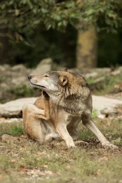 Un lobo está sentado y arañando — Foto de Stock