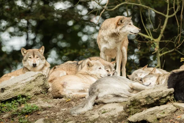 岩の上のオオカミのパック — ストック写真