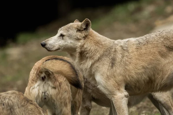 Dos lobos juegan entre sí. — Foto de Stock