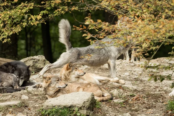 Una manada de lobos sobre una roca — Foto de Stock