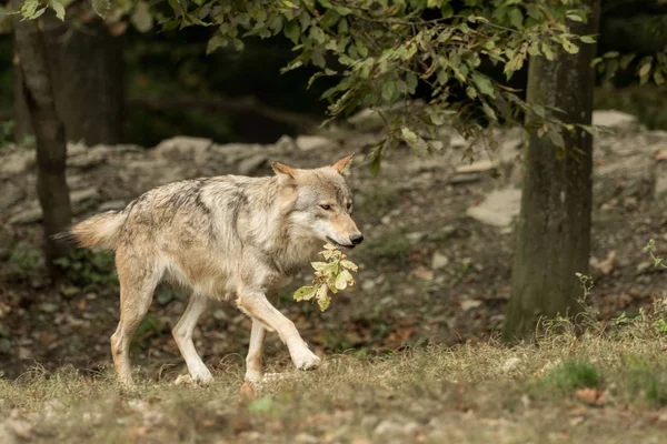 A wolf walks around mindfully — Stock Photo, Image