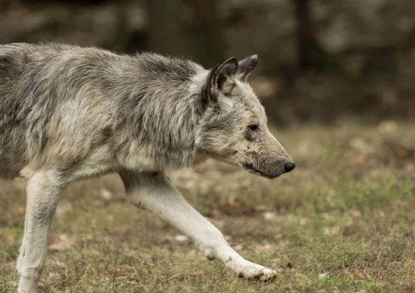 En varg går runt mindfully — Stockfoto