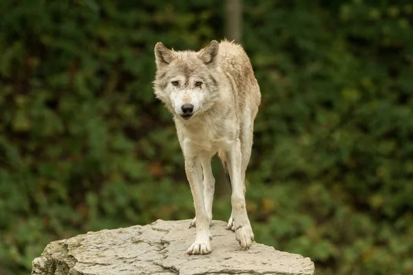 Een wolf ziet er direct bij de camera — Stockfoto