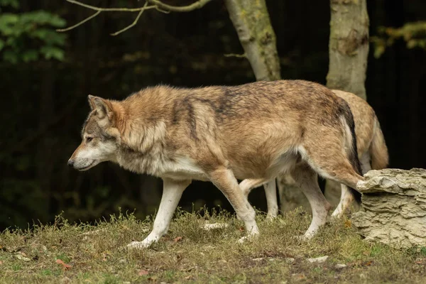 Un lupo se ne va in giro coscientemente — Foto Stock