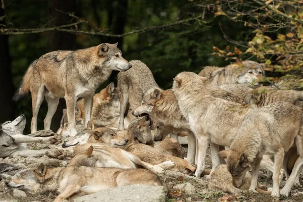 Una manada de lobos sobre una roca — Foto de Stock