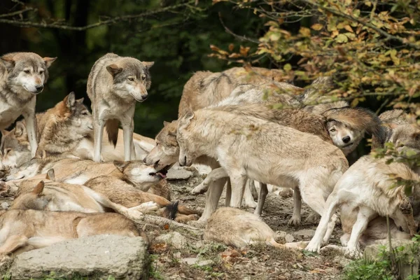Um bando de lobos numa rocha — Fotografia de Stock