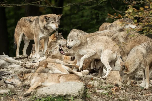 Una manada de lobos sobre una roca — Foto de Stock