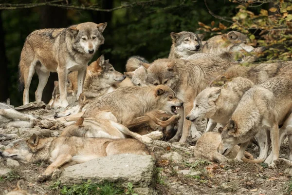 Een roedel wolven op een rots — Stockfoto