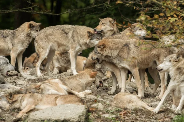 Um bando de lobos numa rocha — Fotografia de Stock