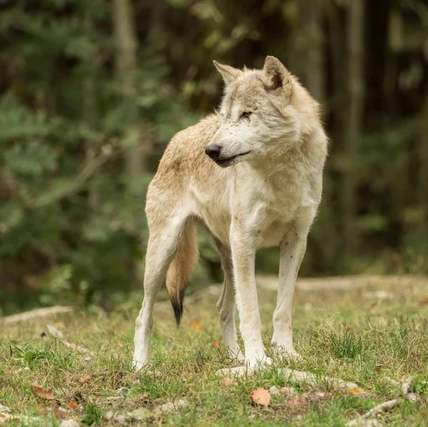 Een wolf loopt rond aandachtig — Stockfoto