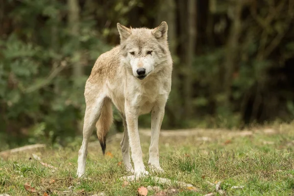 Een wolf ziet er direct bij de camera — Stockfoto
