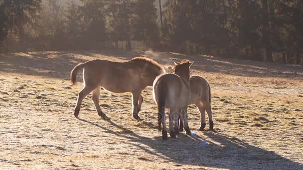 Chevaux sauvages sur une prairie tôt le matin 