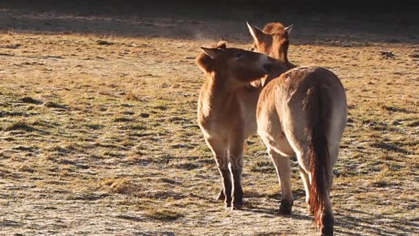 Chevaux sauvages sur une prairie tôt le matin 